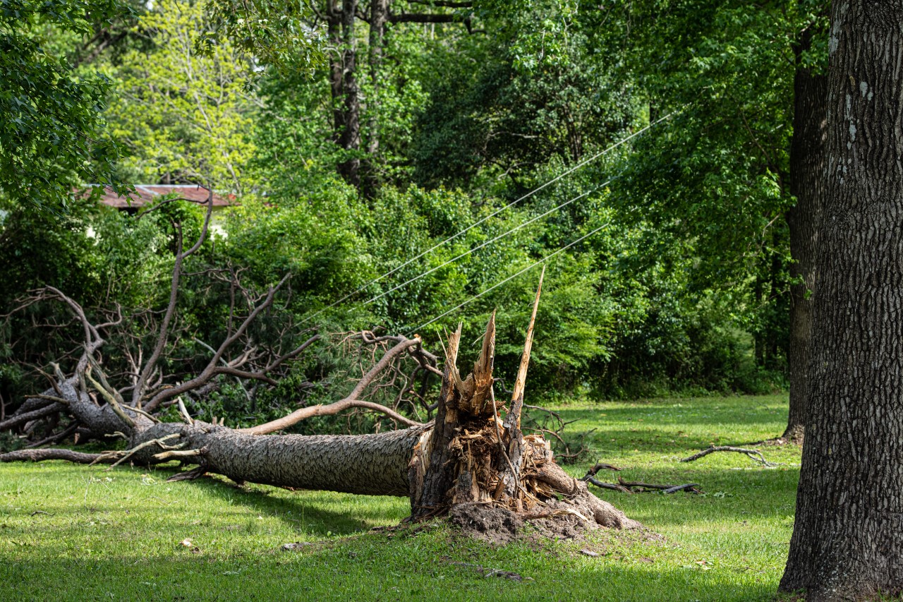 Downed power lines in Texas.